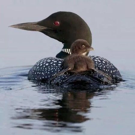 偷拍到的真实照片实在太有趣了！忍不住发给你看看！