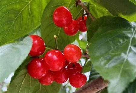 “钱龙”游巴山民俗表演与摘“恩桃er”活动同步“五一”震撼来