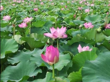 4640a3ff7c79041876b96f2e6313a654.jpg 4640a3ff7c79041876b96f2e6313a654.jpg