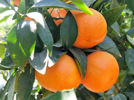 463d052317a6288bdad54d04e9bd2811.jpg 463d052317a6288bdad54d04e9bd2811.jpg