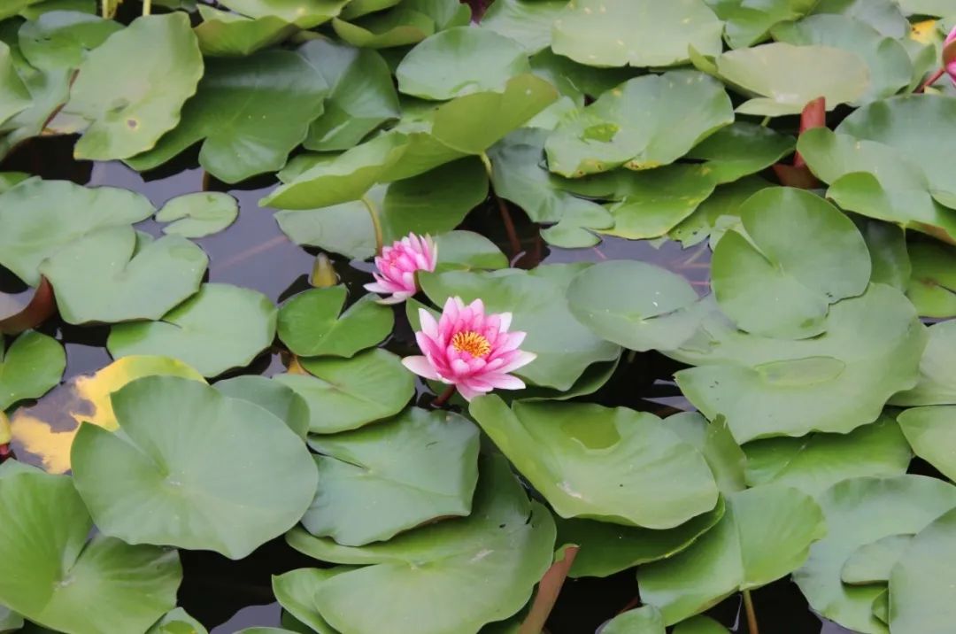 拍摄者:束从余 作品名称:非遗夕阳 拍摄地点:长丰县岗集镇非遗园.jpg 图片